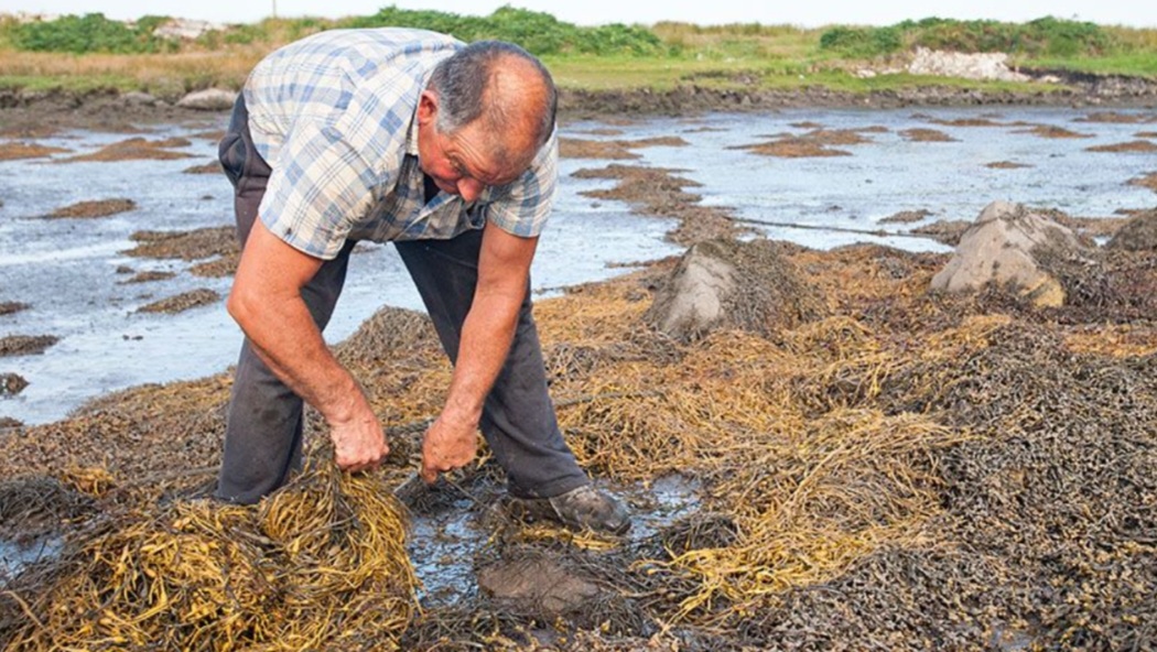 Seaweed along the Connemara coast in County Galway
